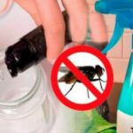 Como acabar com moscas usando apenas 2 ingredientes