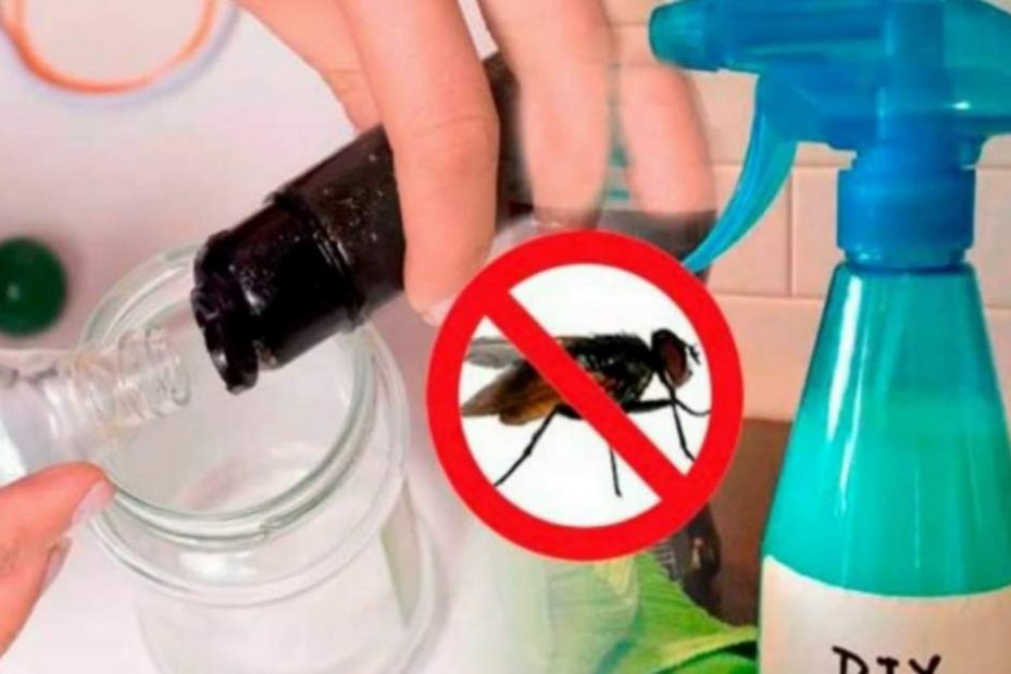 Como acabar com moscas usando apenas 2 ingredientes