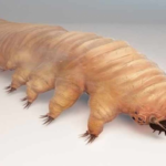 Este bichinho feio habita em nosso corpo e você nem imagina aonde