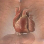 Um mês antes de você sentir um ataque cardíaco seu corpo vai dar sinais e aqui estão os 9 sinais que você deve se preocupar